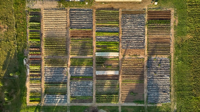 Farm Field